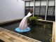 台大海豚尾巴